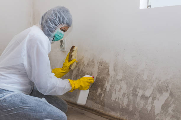 Professional Mold Inspection in Moraga, CA