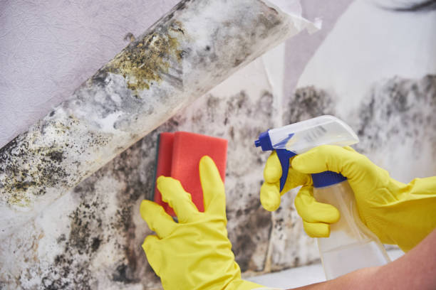 Best Forensic Mold Investigation  in Moraga, CA