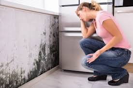 Best Environmental Consulting for Mold Prevention  in Moraga, CA